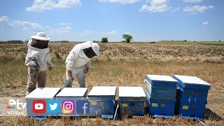 HE CONTINUES HIS FATHER'S BEEKEEPING TRADITION WITH 250 HIVES.