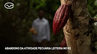Brasília is the new frontier for Cabruca cocoa