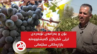 بۆن و بەرامەی نۆبەرەی ترێی شارباژێر گەیشتووەتە بازاڕەکانی سلێمانی