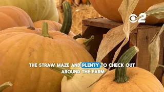 SHINDIG FARMS GETS READY FOR FALL