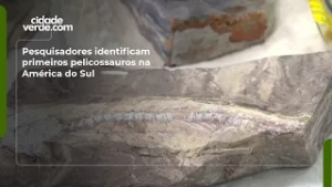 Pesquisadores identificam primeiros pelicossauros na América do Sul
