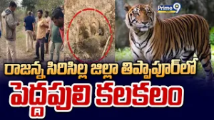 రాజన్న సిరిసిల్ల జిల్లా తిప్పాపూర్ లో పెద్దపులి కలకలం | Rajanna Sircilla District | Prime9 News