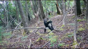 Move over, foodies! These Yunnan monkeys love mushrooms too