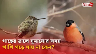 গাছের ডালে ঘুমানোর সময় পাখি পড়ে যায় না কেন? Bijoy TV