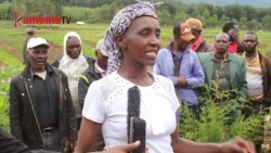 Aikari a Gitambushi gutetera ugethi wa miti uria urathii nambere