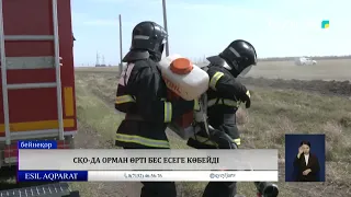 СҚО-да орман өрті бес есеге көбейді