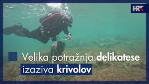 Velika potražnja delikatese izazvala krivolov