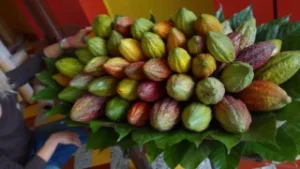 Úspech nitrianskej čokolády 2017