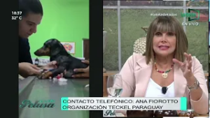 Se recuperó "Claudio" el salchicha abandonado en Ñemby | En contacto con Ana Fiorotto