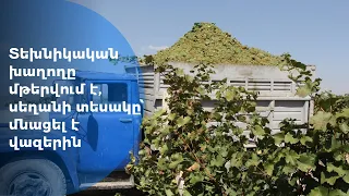 Տեխնիկական խաղողը մթերվում է, սեղանի տեսակը՝ մնացել է վազերին