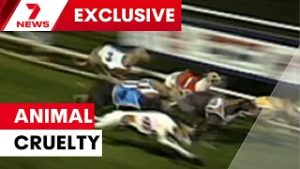 Greyhound trainer charged as cruelty claims resurface | 7NEWS