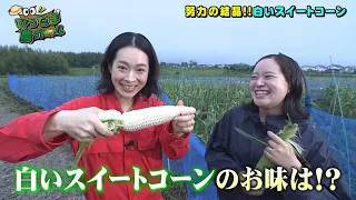 【よかばん!】＜ひったまゲット＞ひったま農ガール最終章。トウモロコシ収穫＆サプライズ報告が！