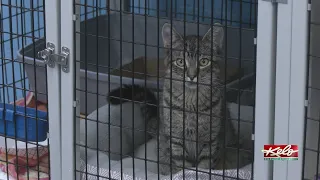 Black Hills Humane Society opens 'Kitty City'