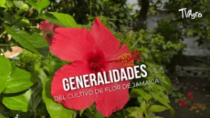 Generalidades del cultivo de flor de jamaica  - TvAgro por Juan Gonzalo Angel