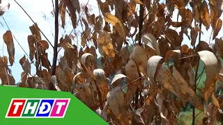 Quang Ngai: Hundreds of hectares of planted forest die due to drought