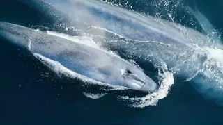 La Ballena Azul