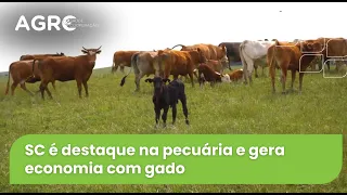 Agro Saúde e Cooperação - Gado de Corte