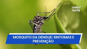 Dengue: sintomas, cuidados e como evitar o mosquito no período chuvoso | Meio Norte
