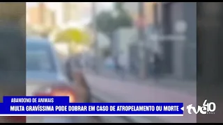 ABANDONO DE ANIMAIS PODE SUSPENDER CNH | TVE NOTÍCIAS 13/08/2026
