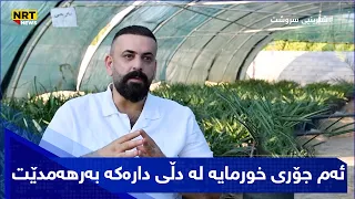 ئەم جۆری خورمایە لە دڵی دارەکە بەرهەمدێت،بزانە کام جۆرەیە؟