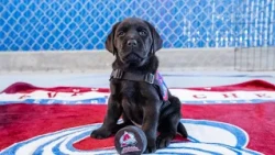 Avalanche team dog Maxy trains for life-changing service role