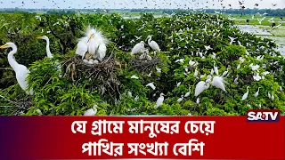 যে গ্রামে মানুষের চেয়ে পাখির সংখ্যা বেশি | SATV | Bird Village