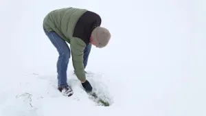 Grâul de toamnă, protejat de stratul de zăpadă de ger
