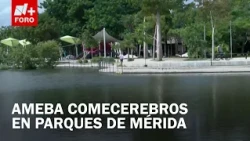 Mérida on alert due to brain-eating amoeba presence