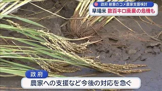 "We can't ship our rice": Farmers devastated as heavy rain hits the "Capital's Kitchen" [Super J ...