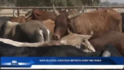 SAFA HALTS WEANER CALF IMPORTS - nbc
