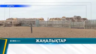 ВЕТЕРИНАРИЯ САЛАСЫНА ЦИФРЛЫҚ ЖҮЙЕ ЕНГІЗІЛІП ЖАТЫР