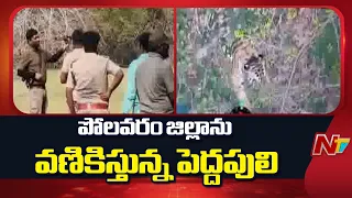 Tiger Movement Sparks Fear in Polavaram District | పులి కదలికలపై ఫారెస్ట్ అధికారుల అలర్ట్ | NTV