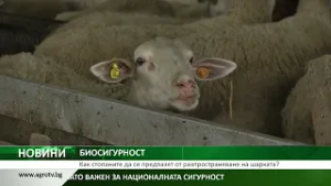 БИОСИГУРНОСТ: Как стопаните да се предпазят от разпространяване на шарката?