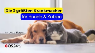 Cancer, Epilepsy, Obesity: The Most Common Diseases in Dogs & Cats | Natural Medicine | QS24