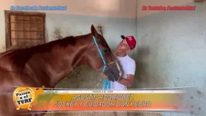 PASION POR EL TURF