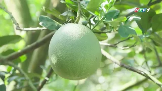 CHƯƠNG TRÌNH VƯƠN KHƠI NGÀY 14/8/2026