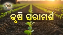 କୃଷି ପରାମର୍ଶ | 27 October 2026 | Expert Agricultural Guidance & Crop Care | DD Odia