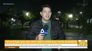 CAVALO É RESGATO APÓS SUPOSTAMENTE SOFRER MAUS-TRATOS EM MORRETES