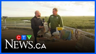 Bird migration at Oak Hammock Marsh