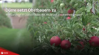 Drought takes its toll on fruit farmers: How a farmer in Gustenfelden deals with heat and dry con...