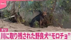 【チリ】川に取り残された野良犬“モロチョ”  濁流から奇跡の生還を生中継『世界のミダシ』