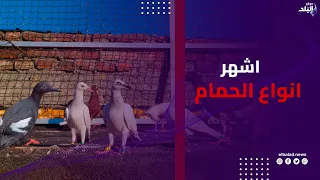 من البلدي للزاجل    لو عاوز تربي حمام    شوف أشهر الأنواع والأسعار قبل ما تبدأ