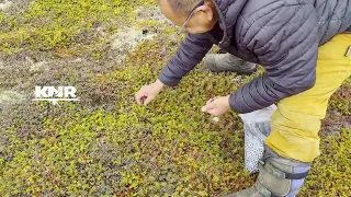Trailer PINNGORTITAQ ASIMI ataasinngorneq septembarip 14-ianni nal. 20:00