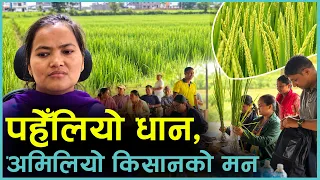 चितवनमा पसाउनै लागेको धानमा रोग किराको प्रकोप | Kantipur Samachar