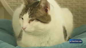 Helping animal shelters in the Twin Tiers