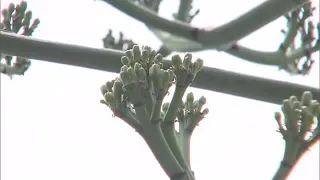 A century plant, which blooms once every few decades, may be flowering in Kurashiki City? Finding...