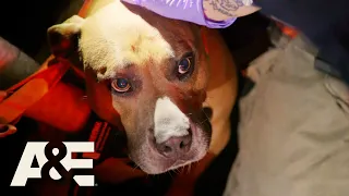 Top 4 Animal Rescues | Nightwatch | A&E