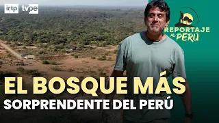 El bosque más increíble del Perú está en Lambayeque