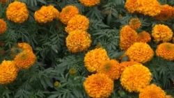 MARIGOLD SALES SEASON BEGINS IN QUERÉTARO