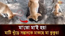 The Pain of Losing a Child is Universal! Mother Dog Digging Earth to Bury Her Puppy! | Dog | Moth...